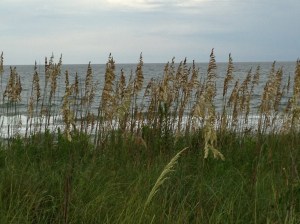 OBX dune grass